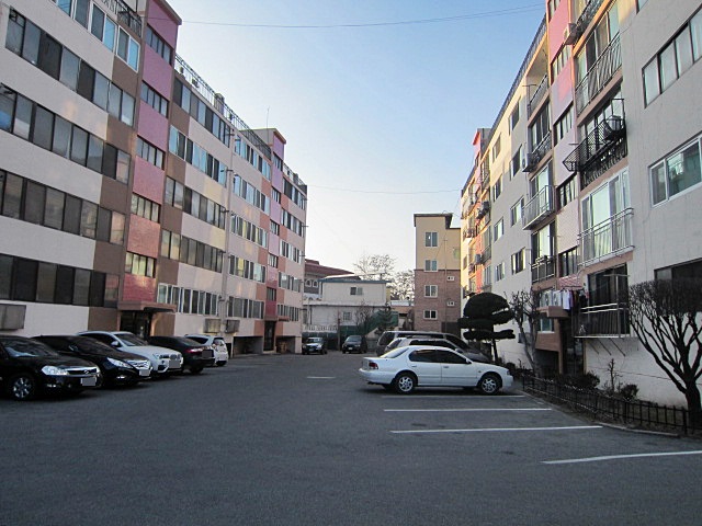 장미