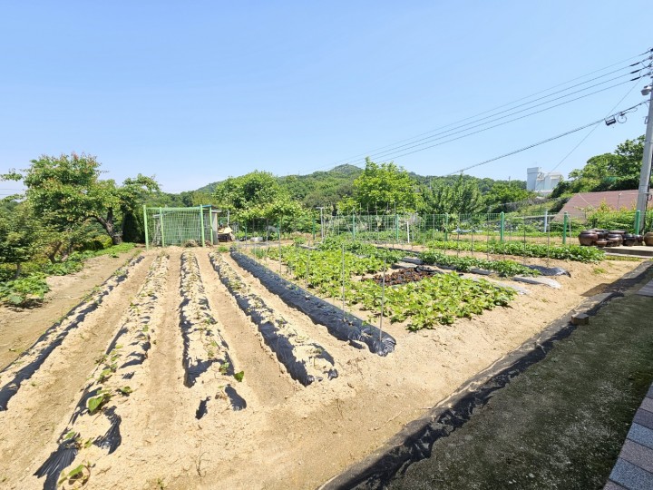 단독