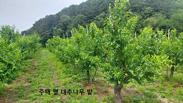 농가주택