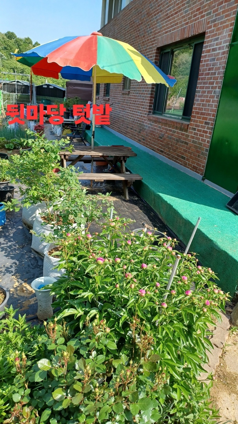 단독